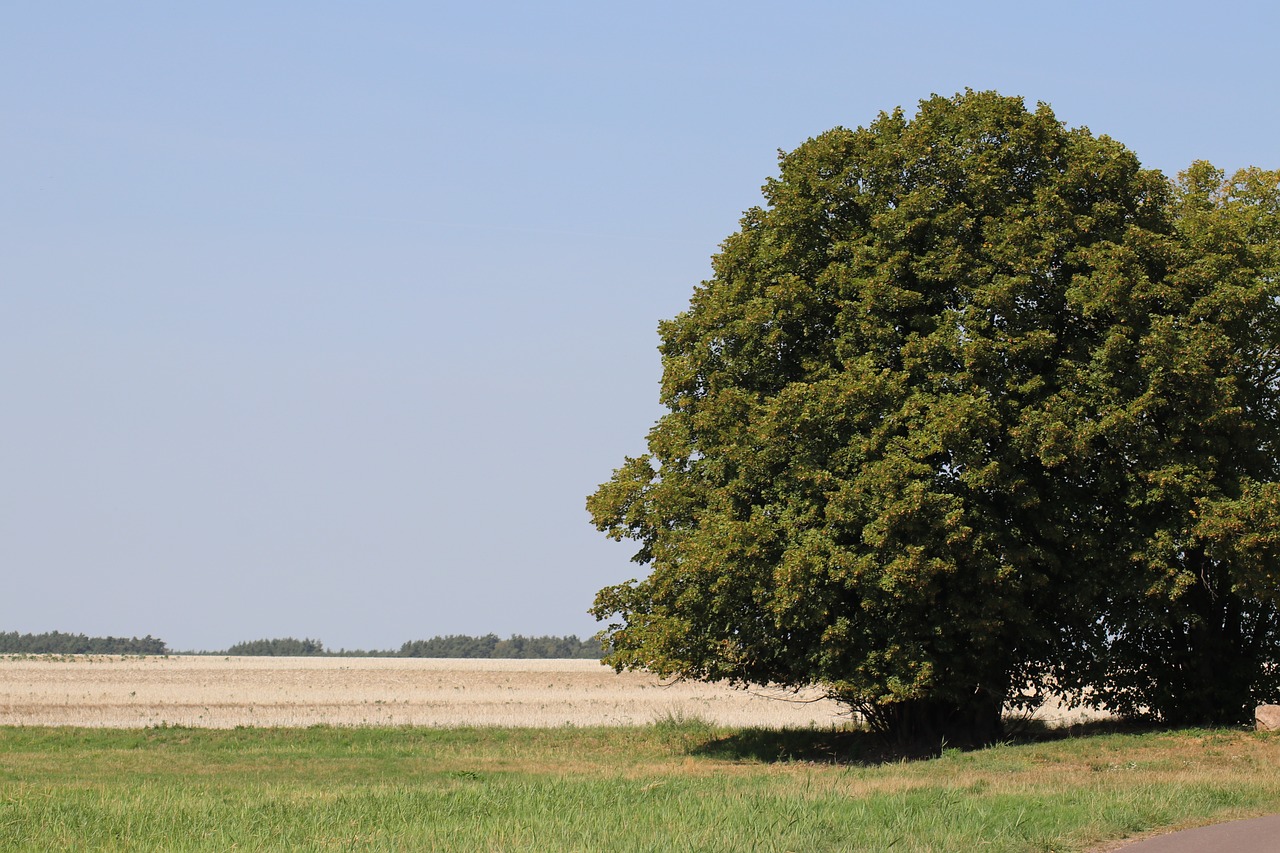 Medis,  Kraštovaizdis,  Pločio,  Pobūdį,  Laukas,  Dangus,  Saxony-Anhalt, Nemokamos Nuotraukos,  Nemokama Licenzija