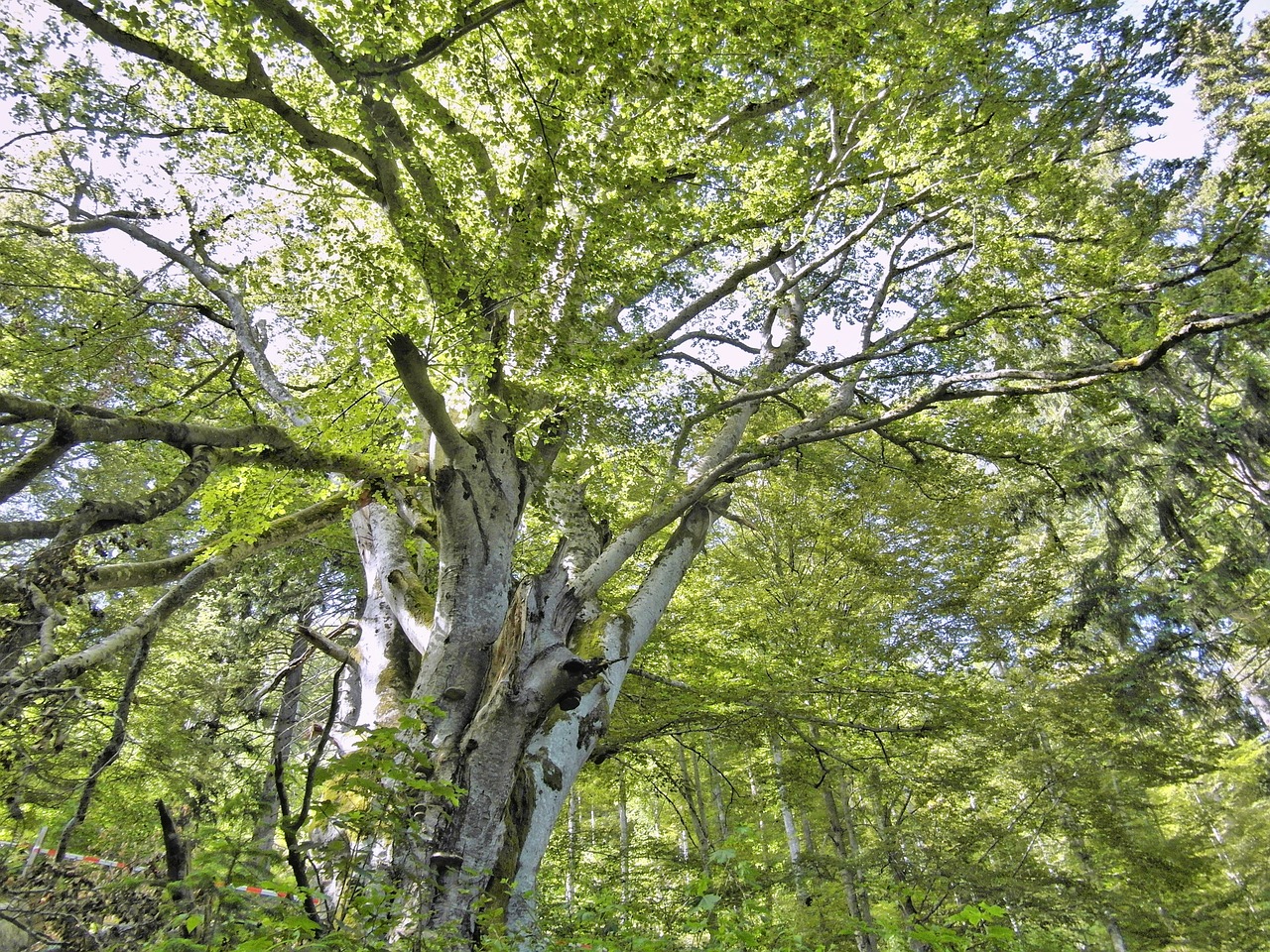 Medis, Lapai, Gentis, Estetinis, Svajonių Magija, Sirrealis, Miškas, Žalias, Saulės Šviesa, Svajonė