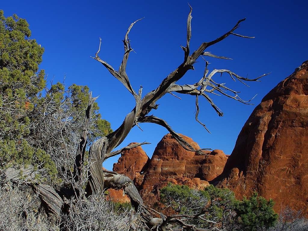 Medis, Mediena, Parching, Dehidratuotas, Smėlio Akmuo, Raudona, Bryce Kanjonas, Nacionalinis Parkas, Usa, Utah