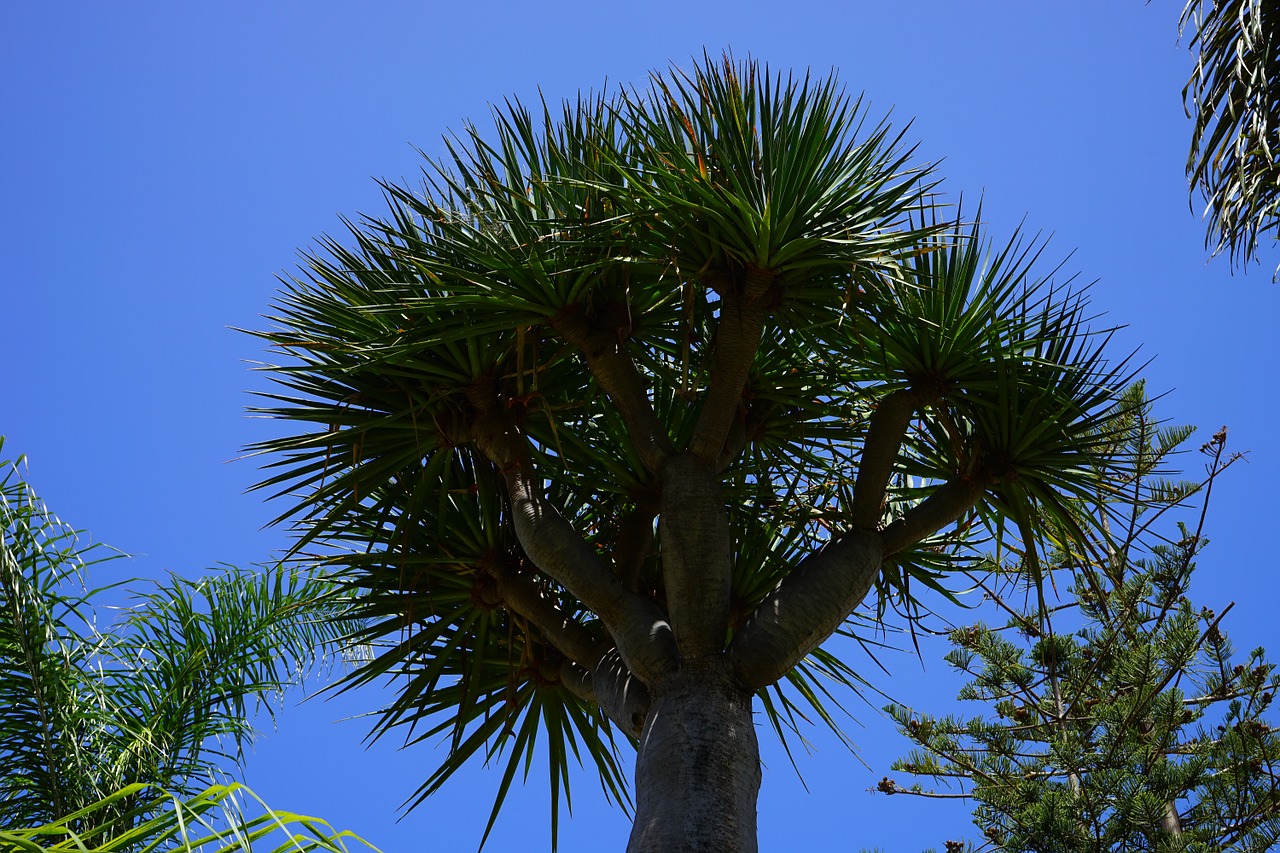 Medis, Kanarų Salos Drakonas Medis, Dracena Draco, Drakonas Medis, Dracena, Žurnalas, Gentis, Nemokamos Nuotraukos,  Nemokama Licenzija