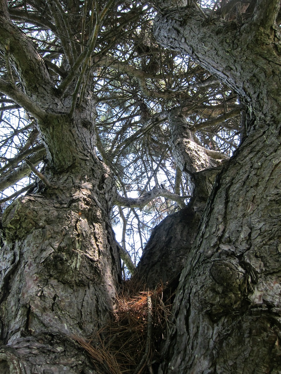 Medis, Pušis, Filialai, Gnarled, Gamta, Augalas, Natūralus, Aplinka, Vasara, Eglė