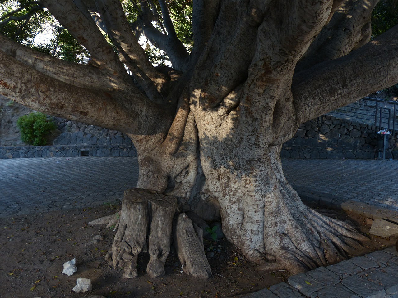 Medis, Žurnalas, Gentis, Didelis, Masyvi, Lauryno Medis, Azores-Laurel, Kanarėlių Lauras, Laurus Azorica, Persea Azorica