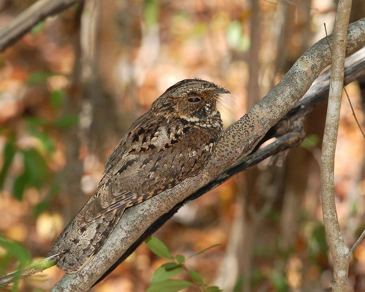 Medis, Noctitherus, Caprimulgus, Paukštis, Naktis, Ricinos, Puerto, Paukščiai, Gyvūnai, Fauna