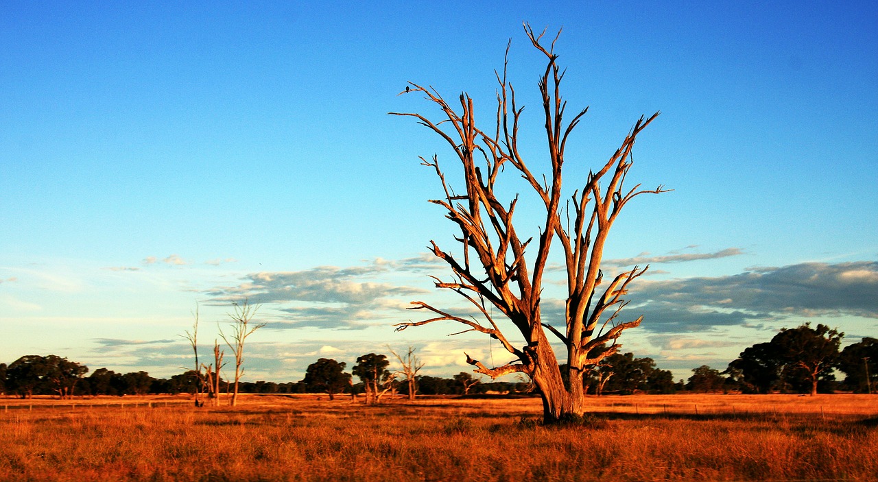 Medis, Outback, Australia, Sausas, Nemokamos Nuotraukos,  Nemokama Licenzija