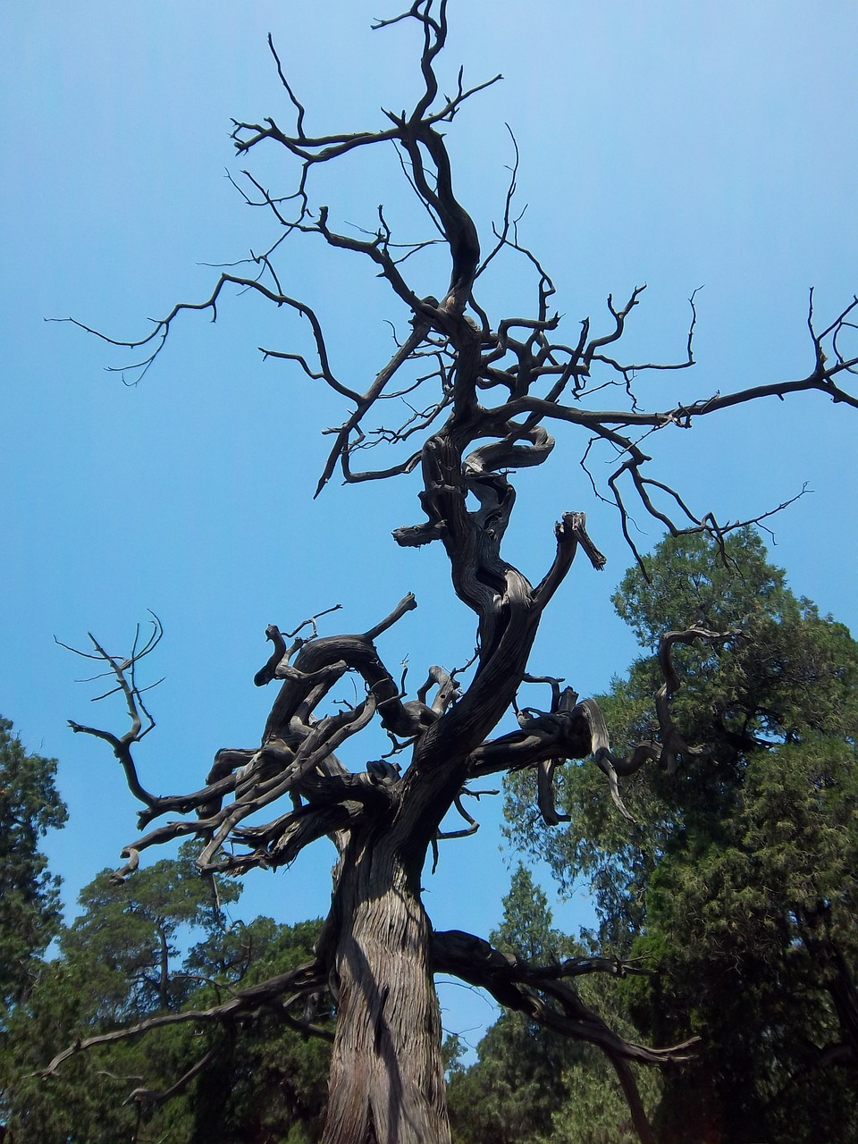 Medis, Gnarled, Susukti, Filialai, Mediena, Gamta, Nemokamos Nuotraukos,  Nemokama Licenzija