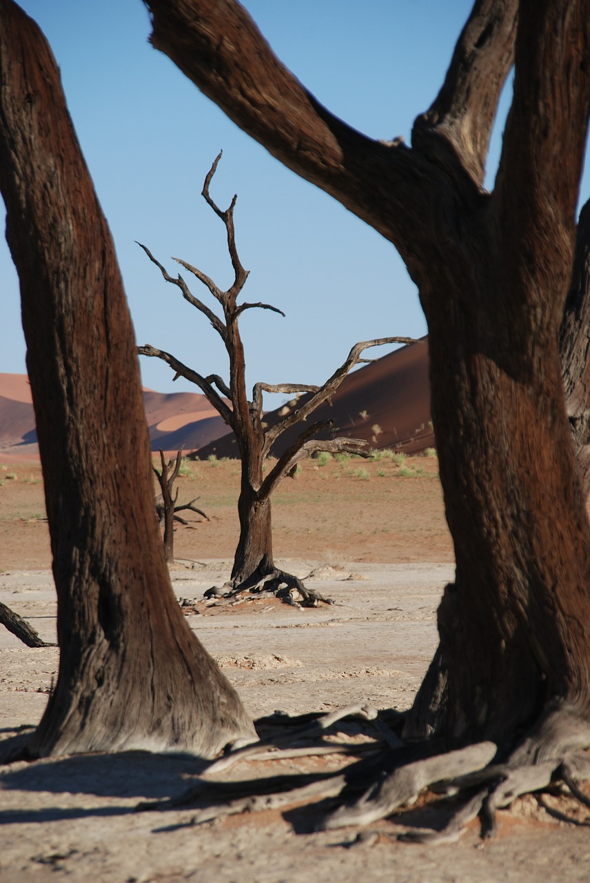 Medis, Miškas, Dykuma, Afrika, Etosha Nacionalinis Parkas, Namibija, Etosha, Nemokamos Nuotraukos,  Nemokama Licenzija