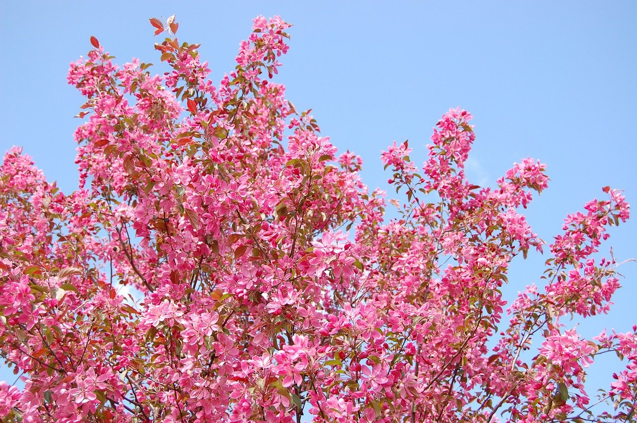 Medis, Gėlės, Pavasaris, Žydi, Gamta, Rožinis, Gėlė, Nemokamos Nuotraukos,  Nemokama Licenzija