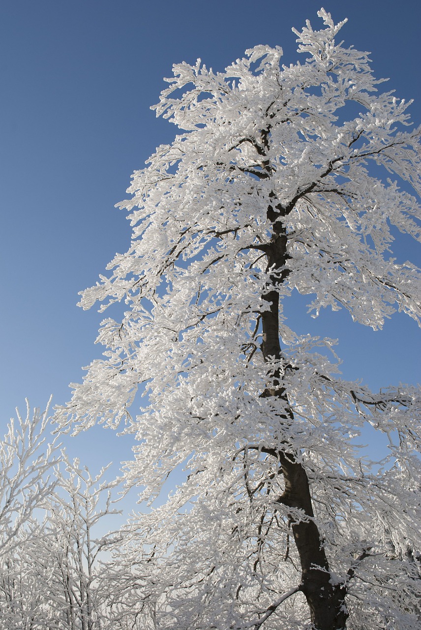 Medis, Žiema, Sniegas, Gamta, Balta, Snieguotas, Nemokamos Nuotraukos,  Nemokama Licenzija