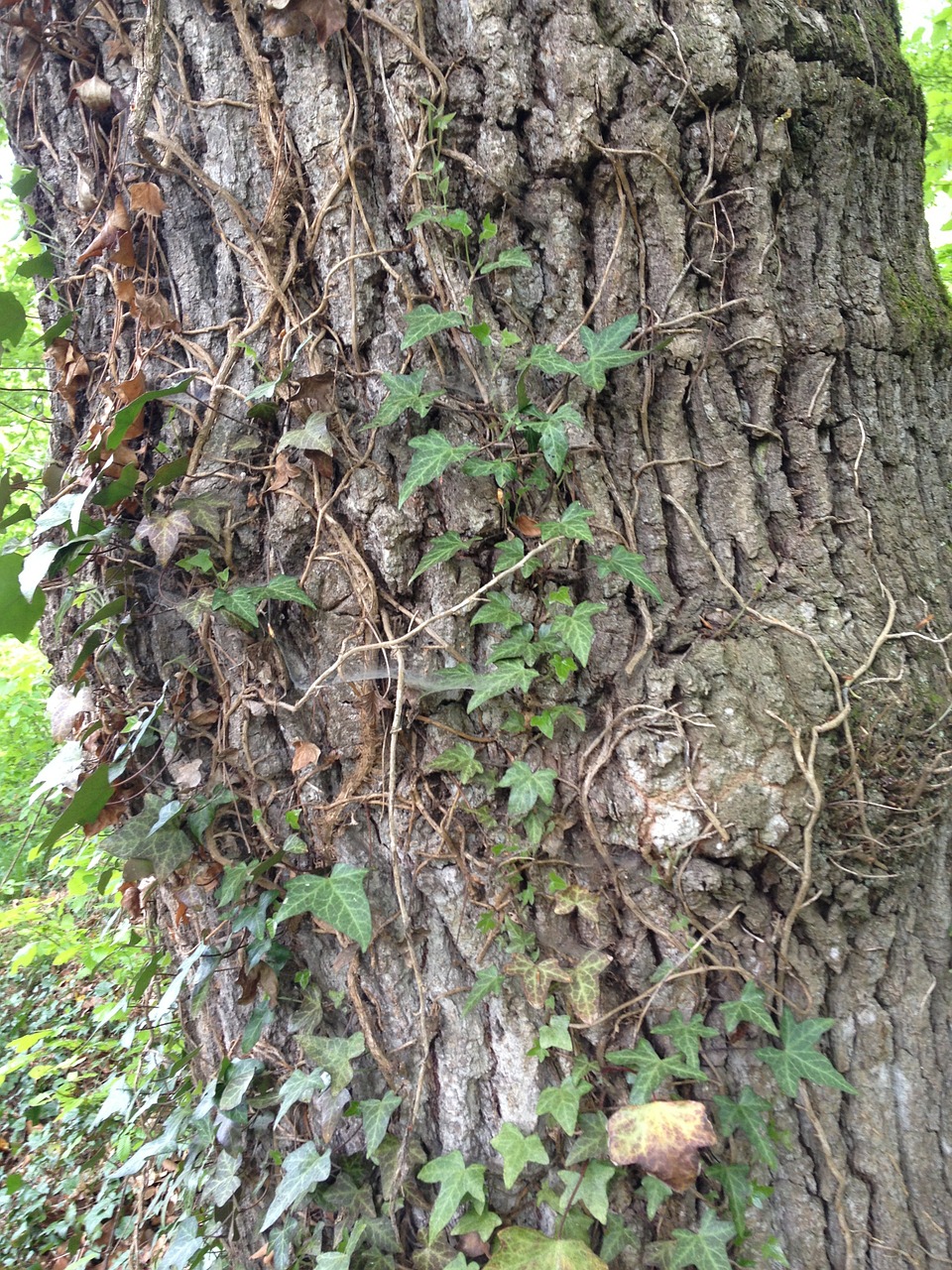 Medis, Ivy Alpinistas, Žalias, Žurnalas, Žievė, Gamta, Medžio Žievė, Nemokamos Nuotraukos,  Nemokama Licenzija