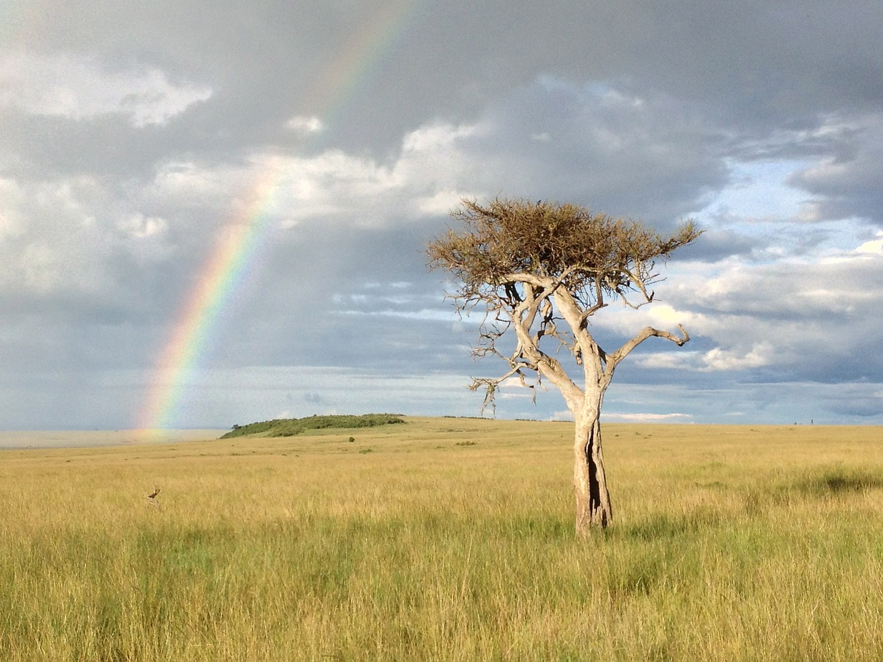 Medis, Vaivorykštė, Savana, Afrika, Nemokamos Nuotraukos,  Nemokama Licenzija