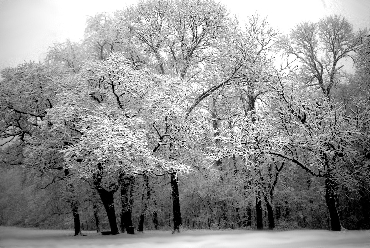 Medis, Žiema, Sniegas, Balta, Gamta, Juoda Ir Balta, Sezonas, Nemokamos Nuotraukos,  Nemokama Licenzija