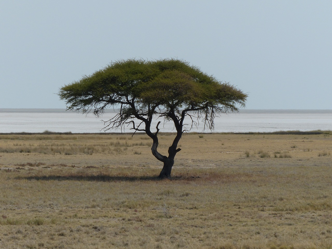 Medis, Safari, Etosha Pan, Etosha Nacionalinis Parkas, Kraštovaizdis, Vienatvė, Nemokamos Nuotraukos,  Nemokama Licenzija