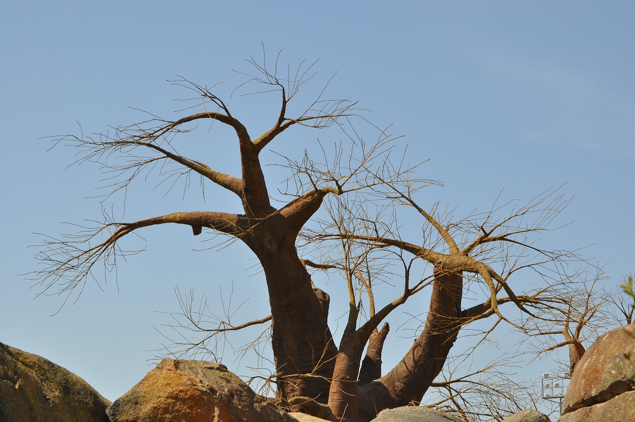 Baobabas, Medis, Afrika, Nemokamos Nuotraukos,  Nemokama Licenzija