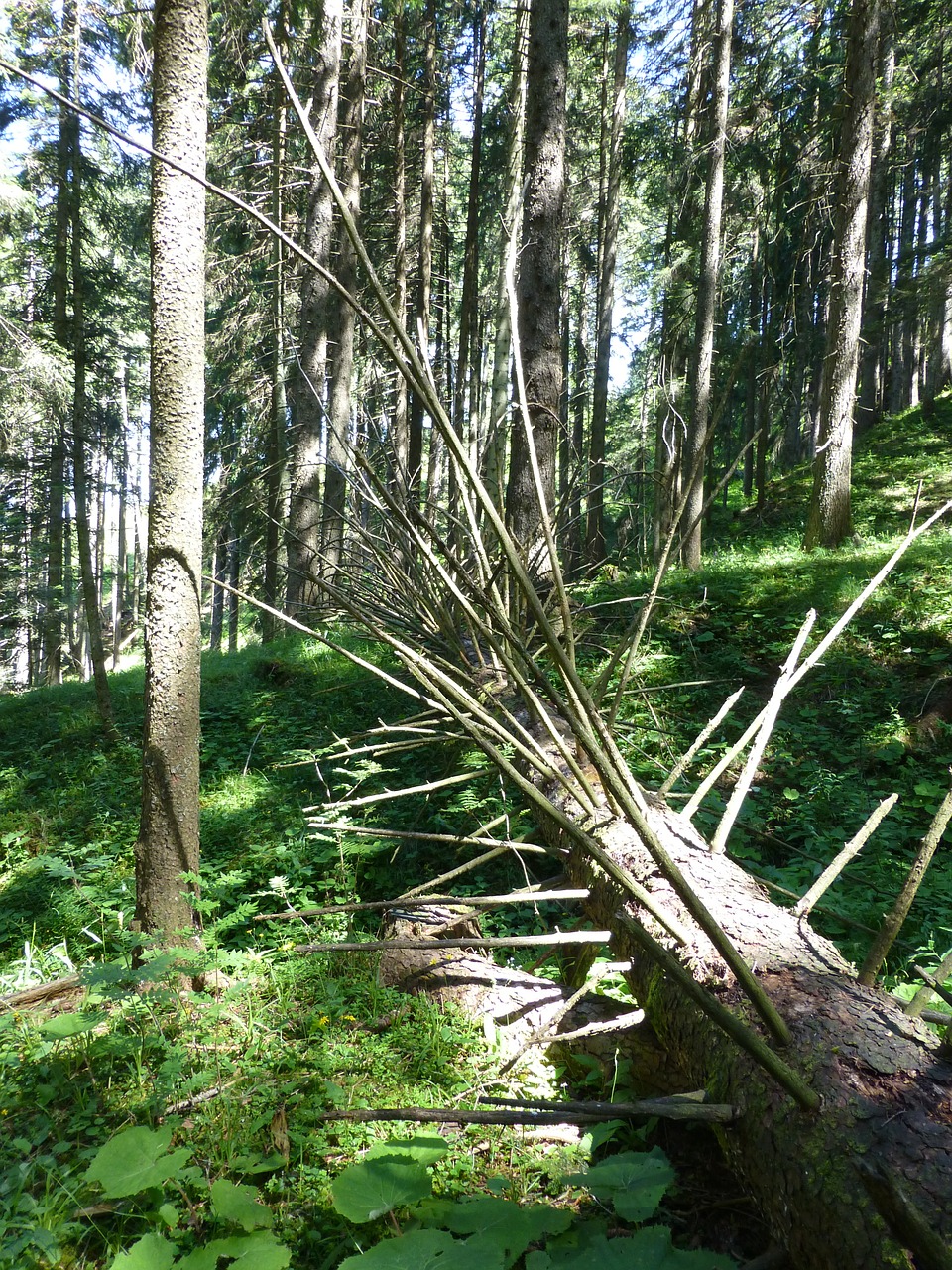 Medis, Miręs Medis, Estetinis, Miręs, Filialai, Mediena, Žurnalas, Negyvas Augalas, Gamta, Nemokamos Nuotraukos