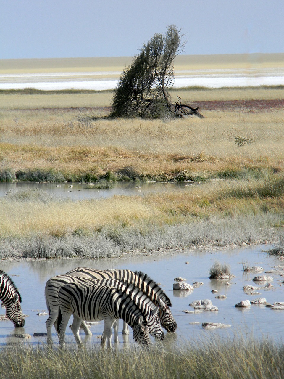 Medis, Afrika, Namibija, Dykuma, Gamta, Kraštovaizdis, Šventė, Sausas, Sausra, Safari