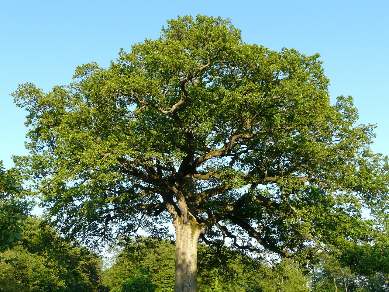 Medis, Ąžuolo, Didelis, Didelis, Galingas, Quercus, Gamta, Kraštovaizdis, Dangus, Spalvinga