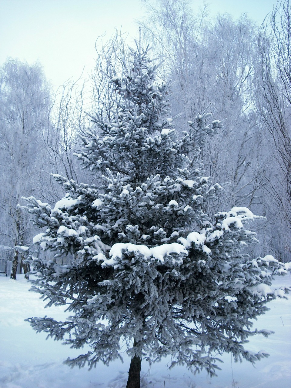 Medis, Kalėdų Eglutė, Žiema, Sezonas, Gruodžio Mėn ., Sezoninis, Balta, Sniegas, Šaltas, Snieguotas