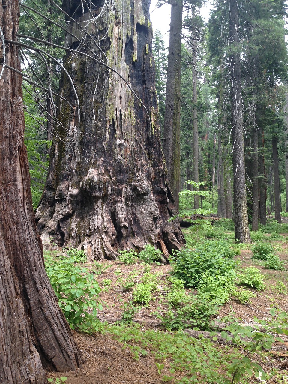 Medis, Redwood, Sekvija, Milžinas, Natūralus, Nemokamos Nuotraukos,  Nemokama Licenzija
