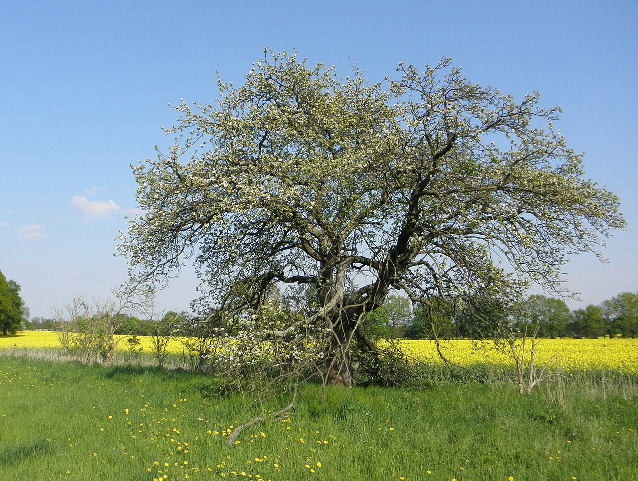 Medis, Senas, Gamta, Gėlės, Gnarled, Kraštovaizdis, Pieva, Nemokamos Nuotraukos,  Nemokama Licenzija