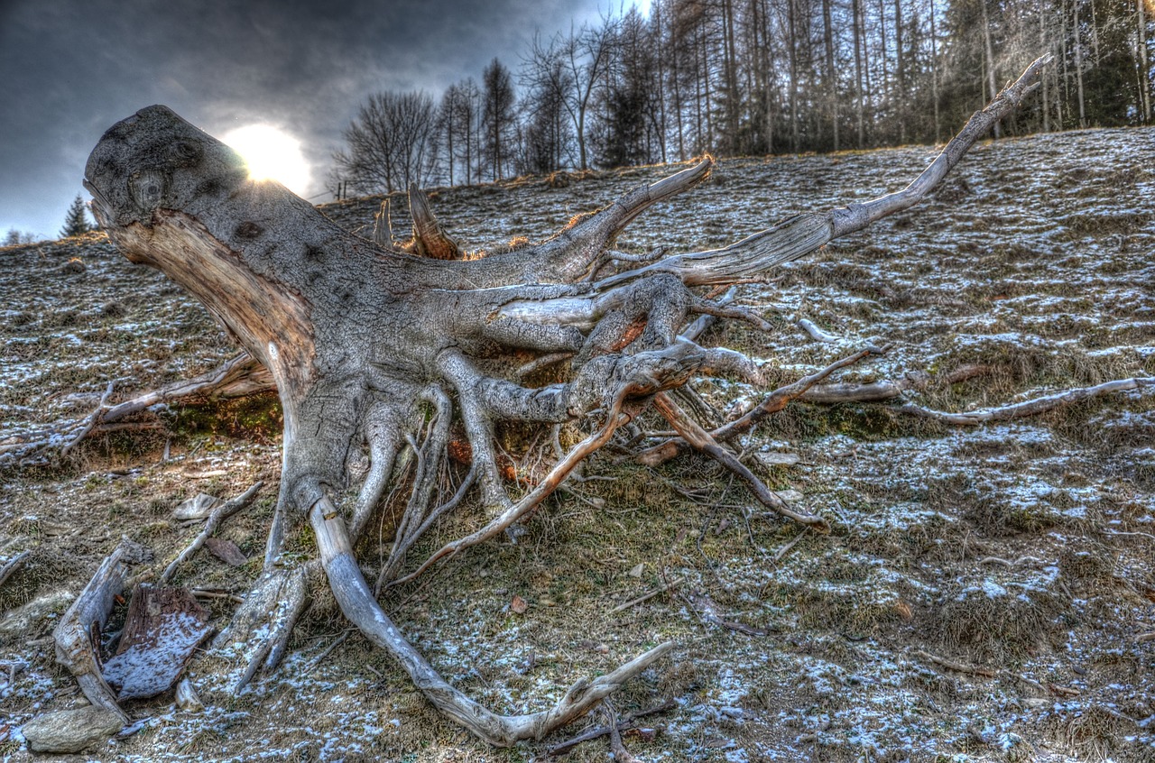 Medis, Šaknis, Hdr, Nemokamos Nuotraukos,  Nemokama Licenzija