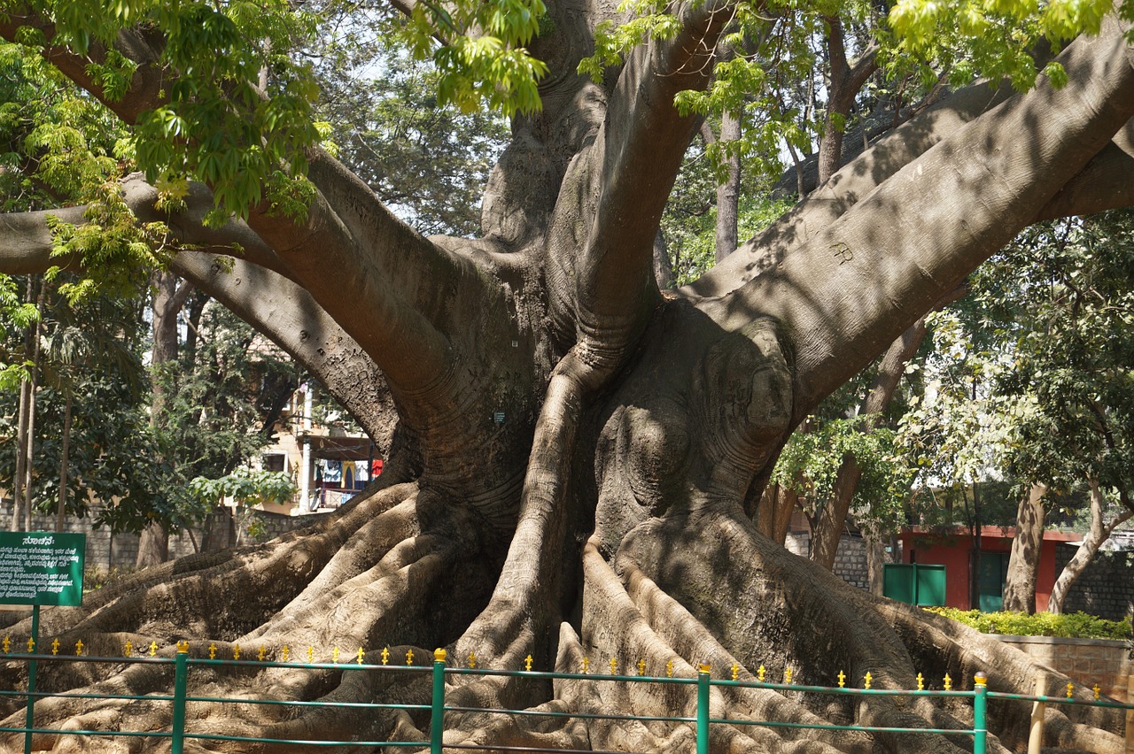 Medis, 200 Metų, Bangalore, Sodas, Nemokamos Nuotraukos,  Nemokama Licenzija
