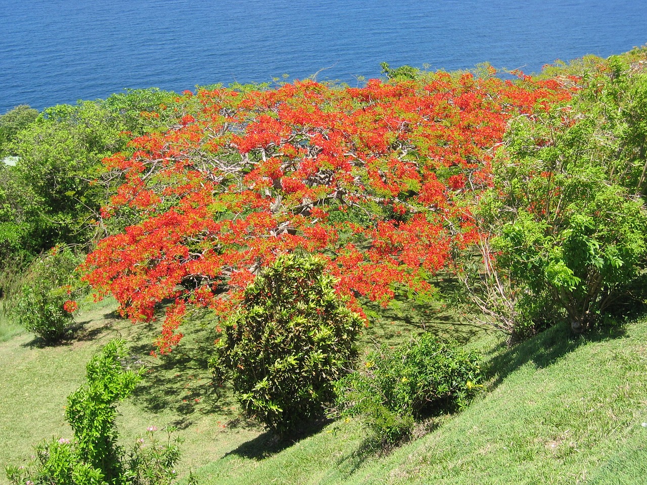 Medis, Karibai, Gėlės, Atogrąžų, Kranto, Egzotiškas, Kraštovaizdis, Augalas, Blizgantis, Ugnis Akacija
