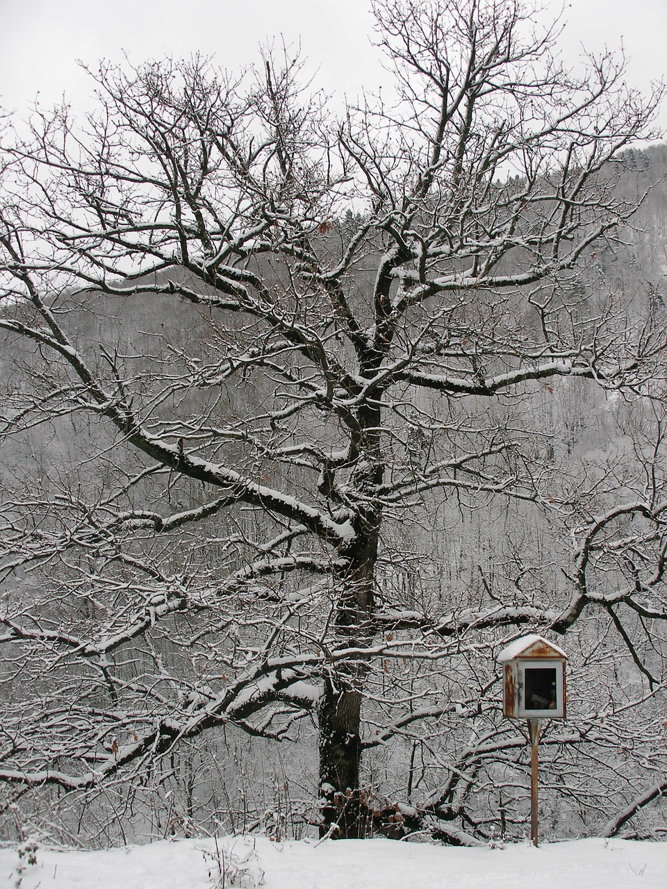 Medis, Žiema, Sniegas, Melancholija, Nuotaika, Sniego Kraštovaizdis, Graikija, Snieguotas, Šaltas, Juodasis Miškas