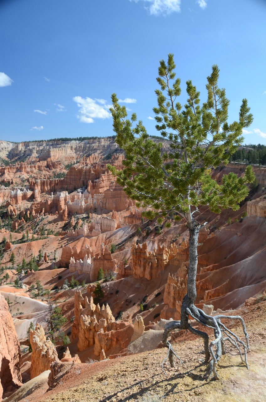 Medis, Bryce Kanjonas, Bryce Canyon Nacionalinis Parkas, Kraštovaizdis, Vaizdingas, Peizažas, Vienišas Medis, Kanjonas, Erozija, Rokas