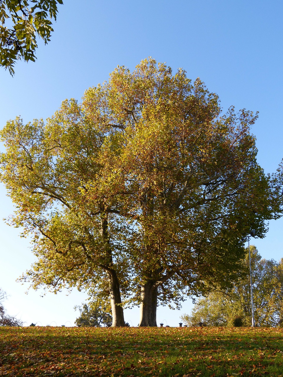 Medis, Ruduo, Kritimo Lapija, Metų Laikas, Gamta, Medžiai, Lapai, Raudona, Dangus, Mėlynas