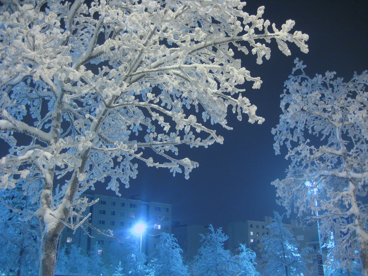 Medis, Šaltis, Žiema, Balta, Sniegas, Ledas, Naktis, Mėlynas, Gatvės Šviesos, Finland