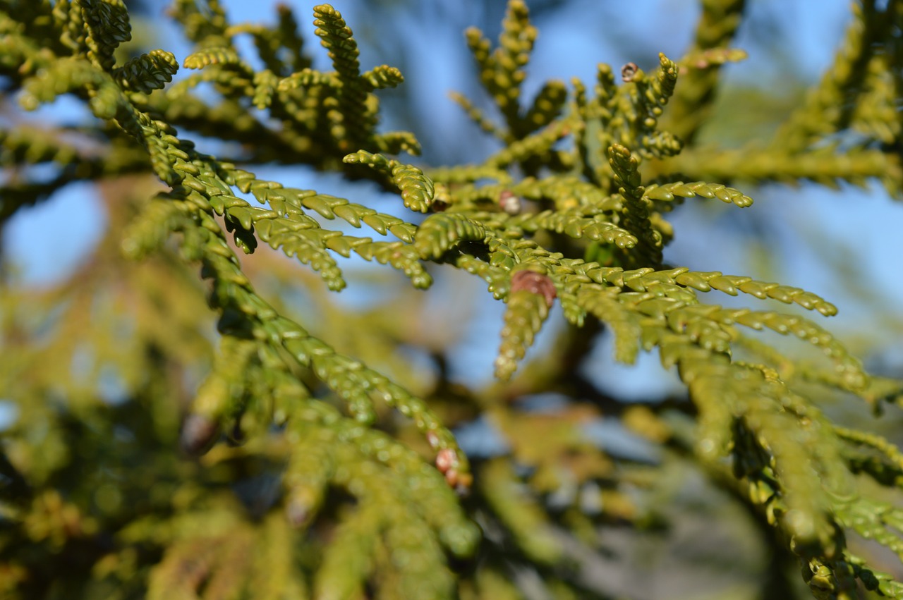 Medis, Žalias, Adatos, Gamta, Miškas, Visžalis, Apdaila, Makro, Flora, Lapai