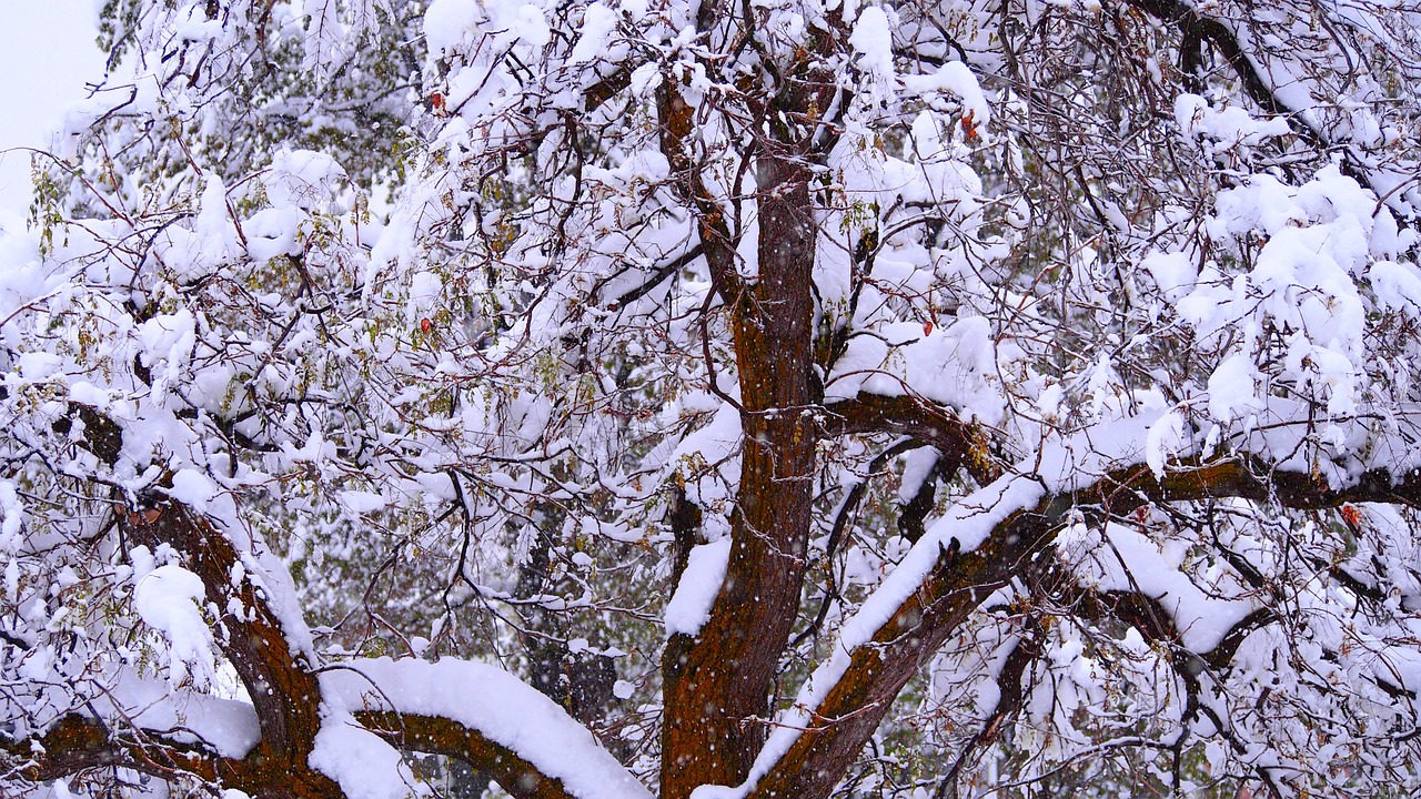 Medis,  Žiema,  Sniegas,  Žievė,  Šalta, Nemokamos Nuotraukos,  Nemokama Licenzija