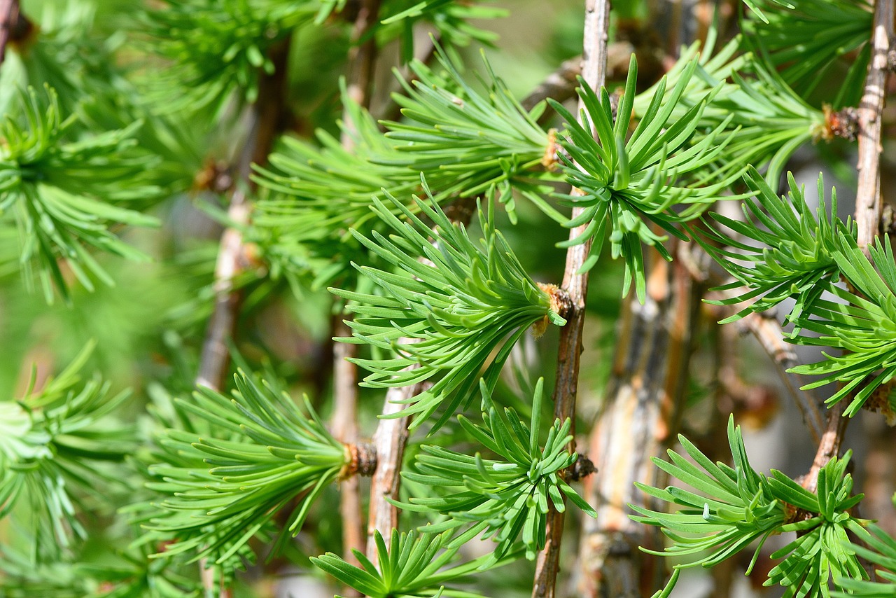 Medis,  Dekoratyvinis Augalas,  Augalas,  Estetinis,  Lapai,  Pavasaris,  Šlaito Maumedis,  Uždaryti, Nemokamos Nuotraukos,  Nemokama Licenzija