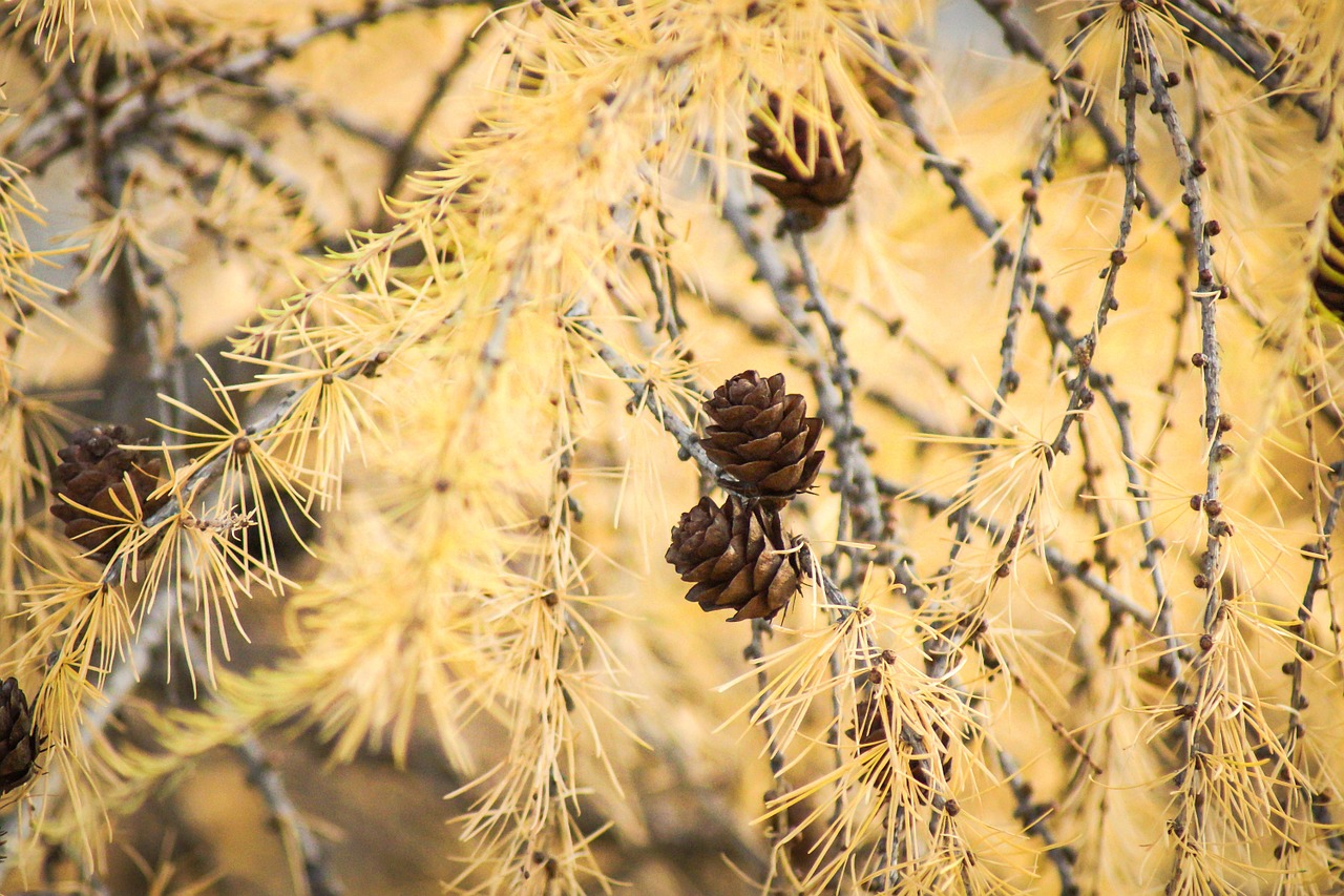 Medis,  Kūgis,  Visžalis,  Pinecone,  Sezonas, Nemokamos Nuotraukos,  Nemokama Licenzija