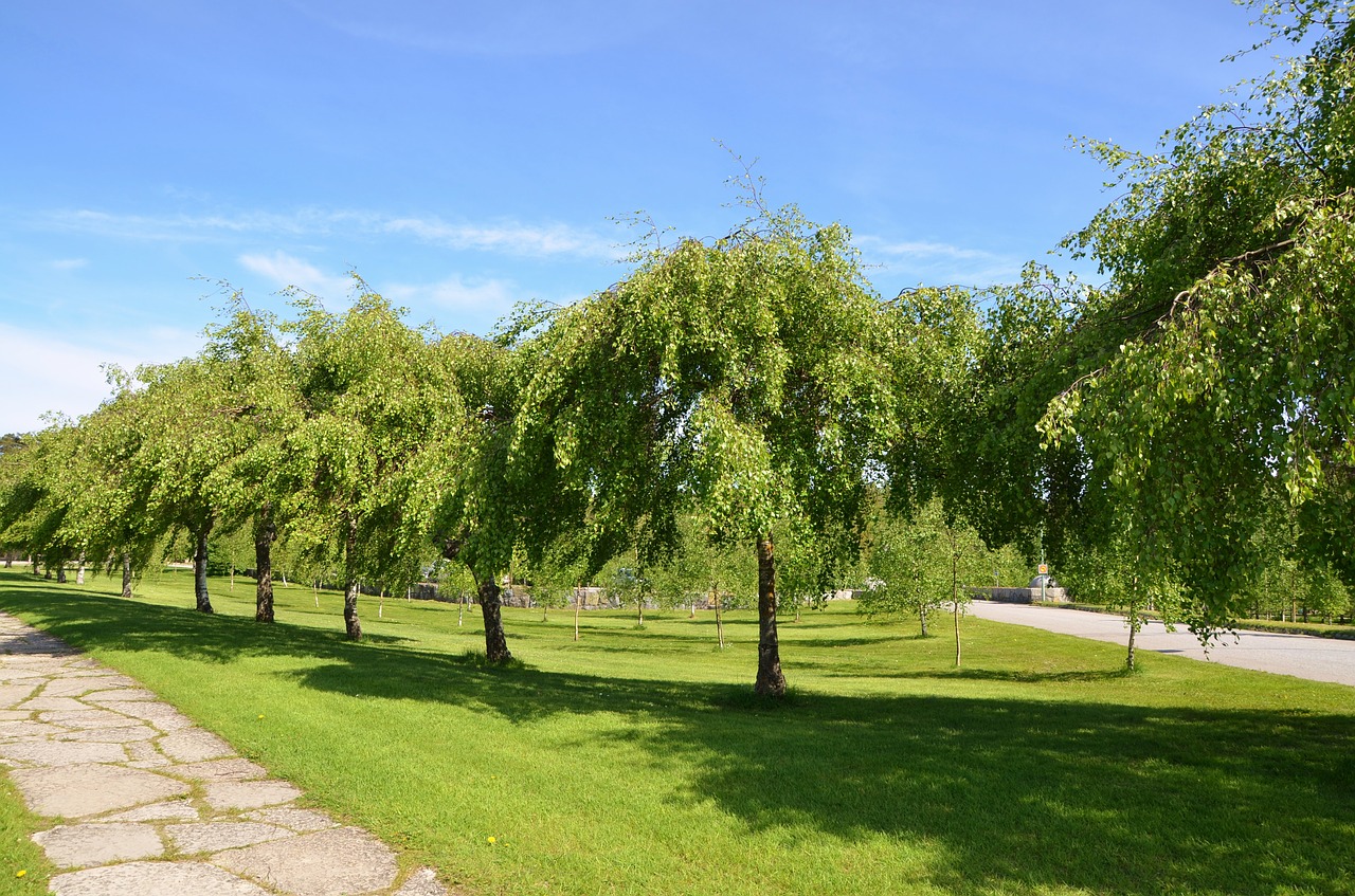 Medis,  Natur,  Natūralus,  Žalias,  Parkas,  Kraštovaizdis,  Lapai,  Vasara,  Miškas,  Žolė