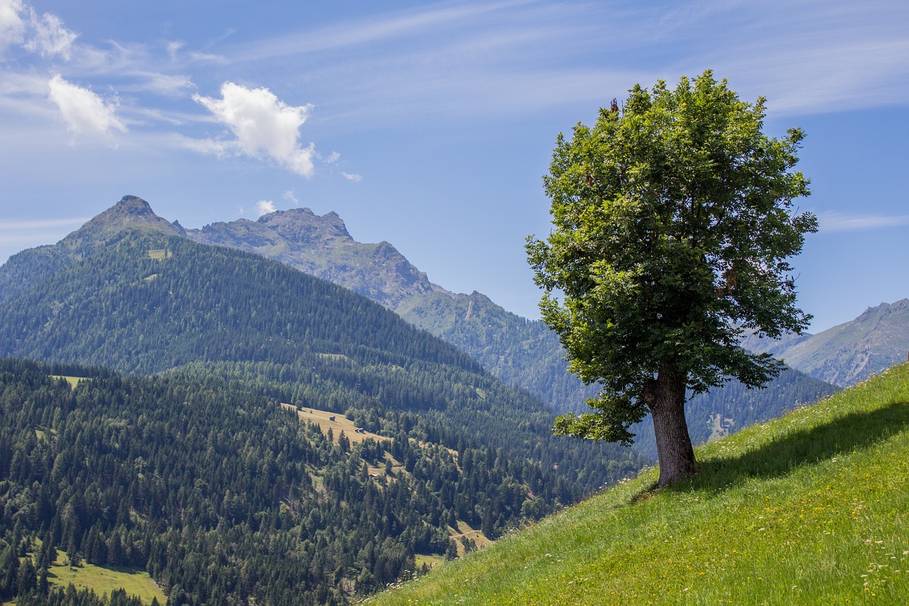 Medis,  Karintija,  Vasara,  Gamta,  Kraštovaizdis,  Austria,  Kalnai,  Alpių,  Laukas,  Alpių Pieva
