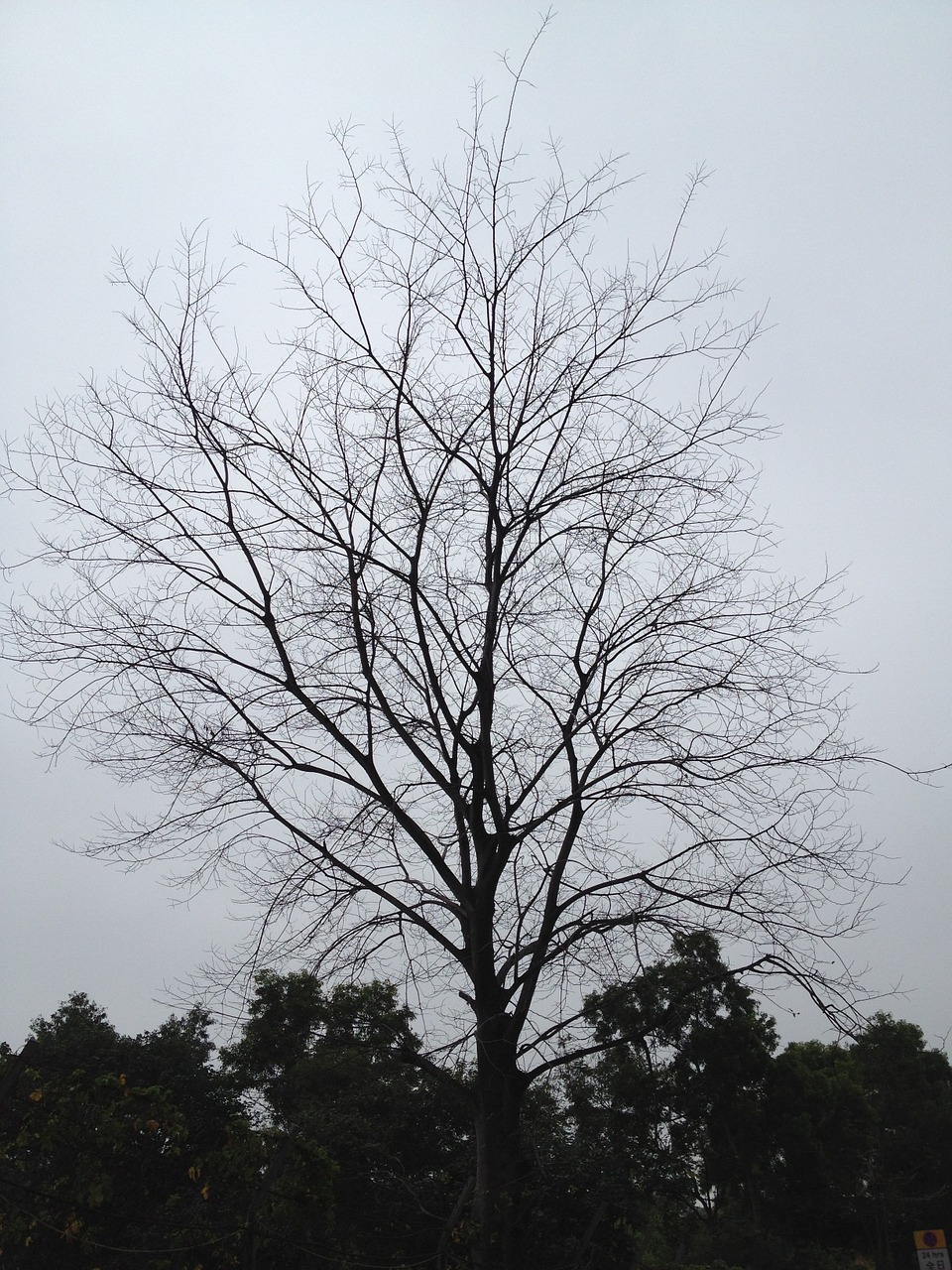 Tree,  Hokaido,  Branches,  Winter,  Silhouette, Nemokamos Nuotraukos,  Nemokama Licenzija