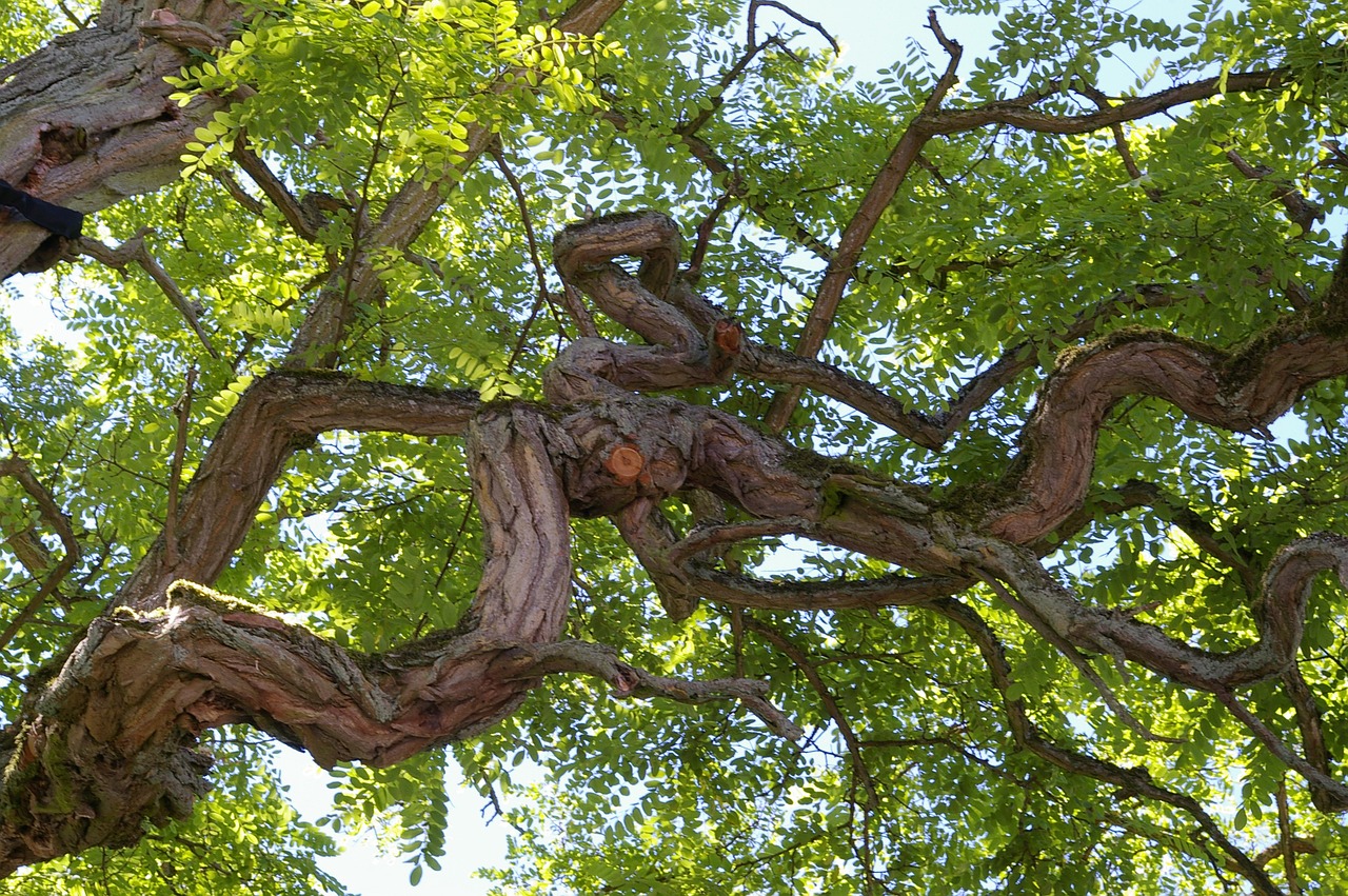 Medis, Žurnalas, Žievė, Gentis, Gamta, Mediena, Miškas, Krekingo, Gnarled, Medžio Žievė