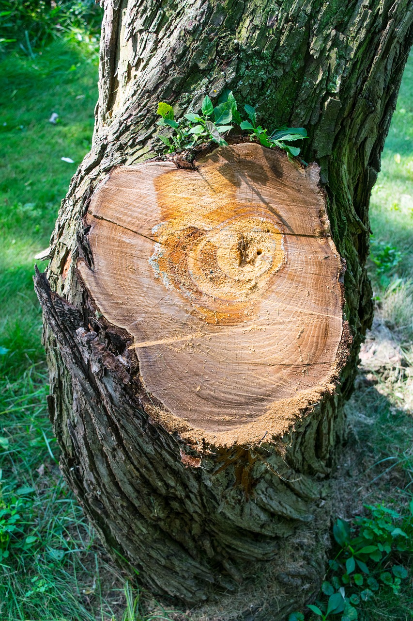 Medis, Supjaustyti, Samanos, Bagažinė, Žurnalas, Žalias, Koncentrinis, Gabaliukas, Pjaustymas, Žiedas