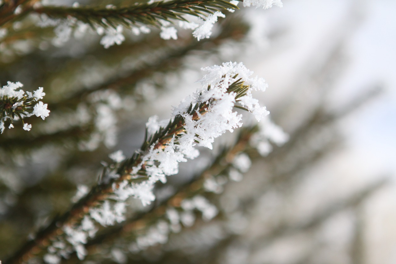 Medis, Šaltis, Žiema, Žiemos Medžiai, Sezonas, Kalėdos, Šaltas, Balta, Kalėdų Sniegas, Filialas