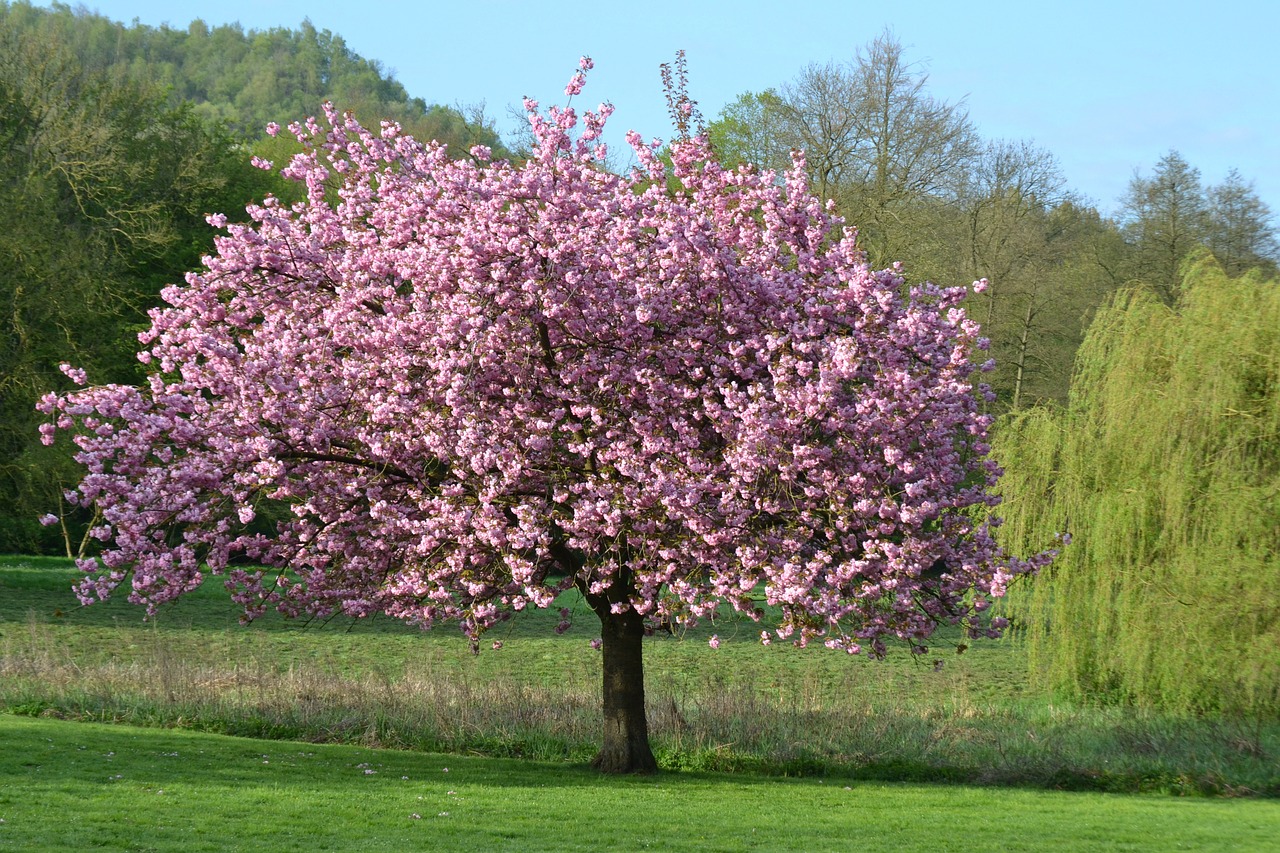 Medis, Gamta, Kraštovaizdis, Gėlės, Magnolija, Parkas, Botanika, Monceau, Charleroi, Nemokamos Nuotraukos