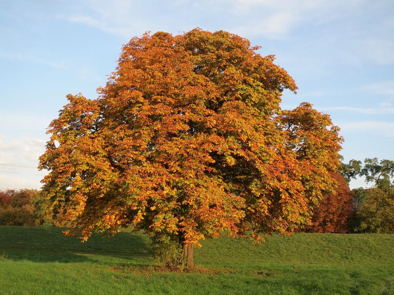 Medis, Ruduo, Kritimas, Oranžinė, Arklys Kaštonas, Aesculus, Hippocastanum, Rudens Lapai, Auksinis, Sezonas