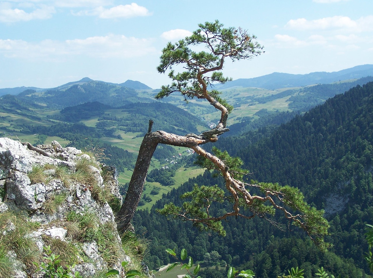 Medis, Kalnai, Kelionė, Panorama, Vaizdas, Miškas, Žalias, Medžiai, Akmenys, Akmenys