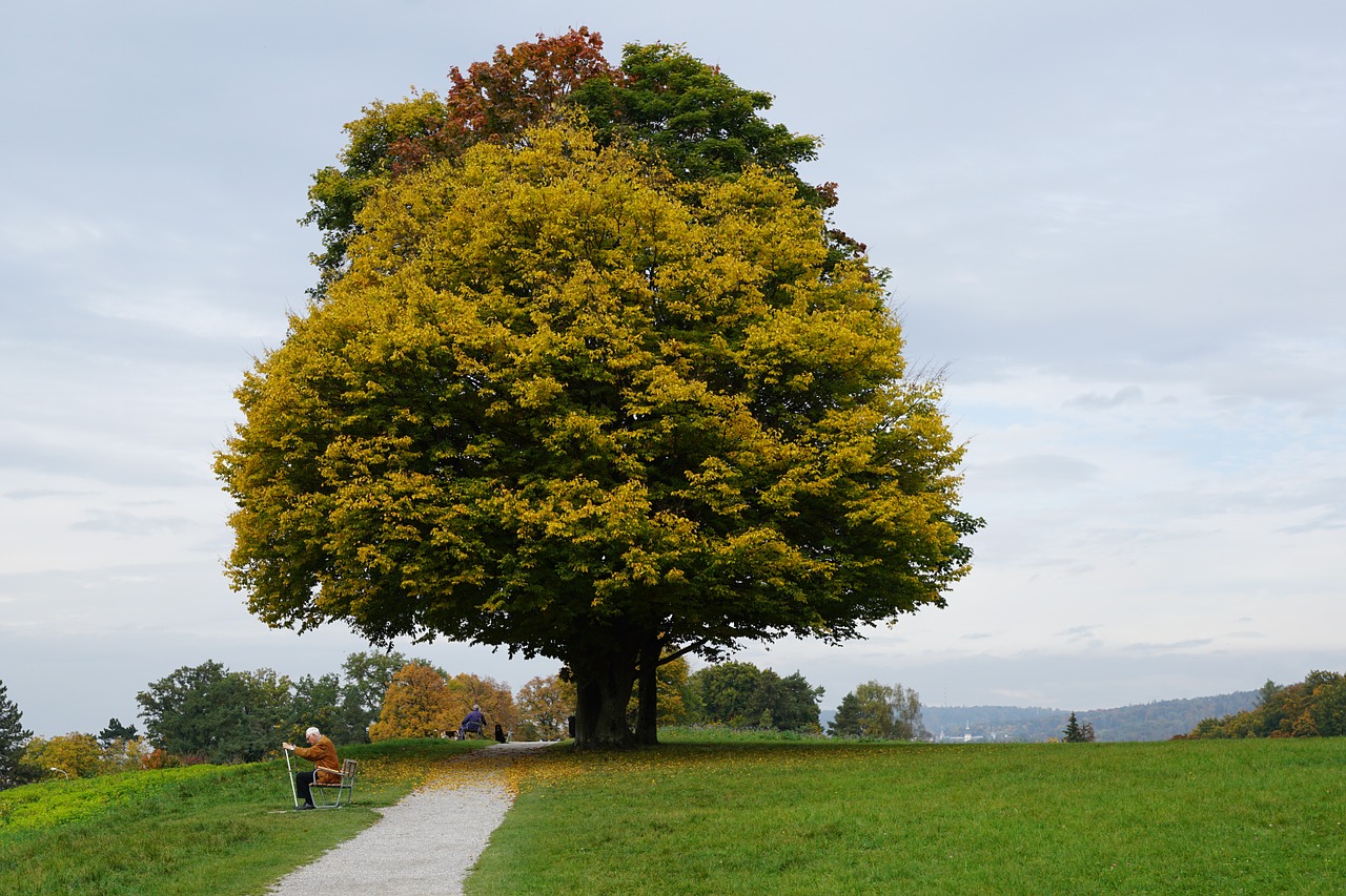 Medis, Pieva, Ruduo, Amžius, Parkas, Zolikonas, Šveicarija, Zurich, Kantonas, Laukas