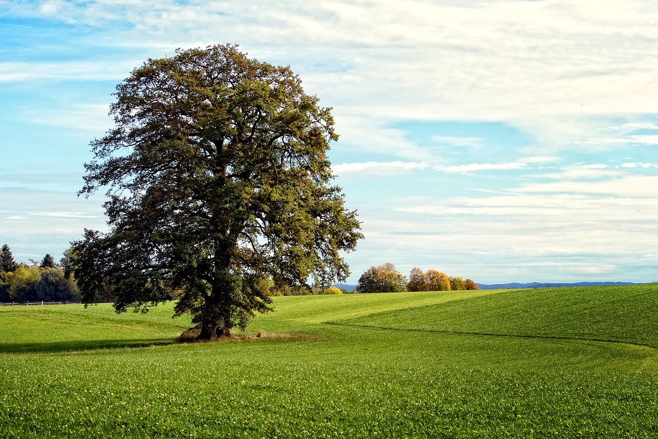 Medis, Atskirai, Kraštovaizdis, Chiemgau, Bavarija, Gamta, Pieva, Dangus, Žalias, Nuotaika