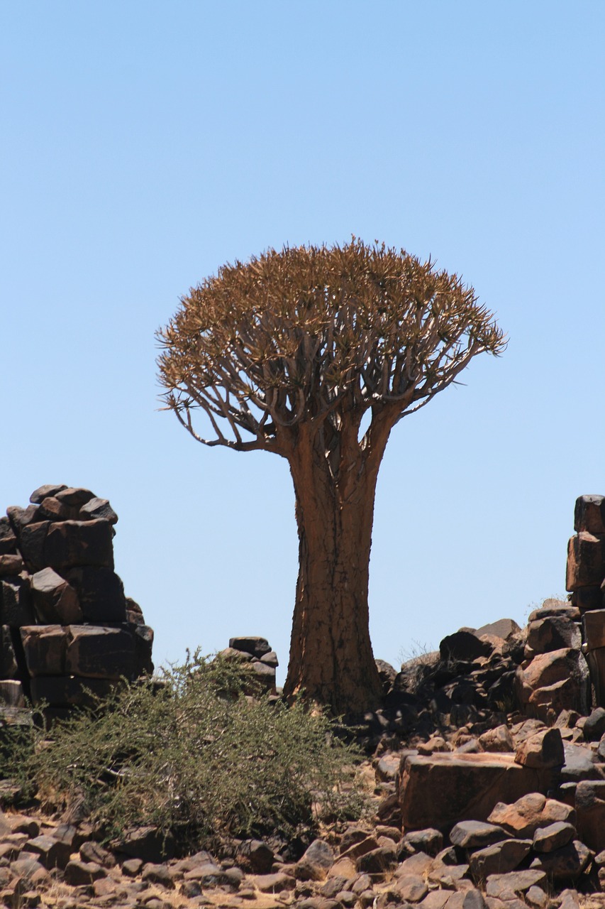 Medis, Namibija, Kraštovaizdis, Nemokamos Nuotraukos,  Nemokama Licenzija