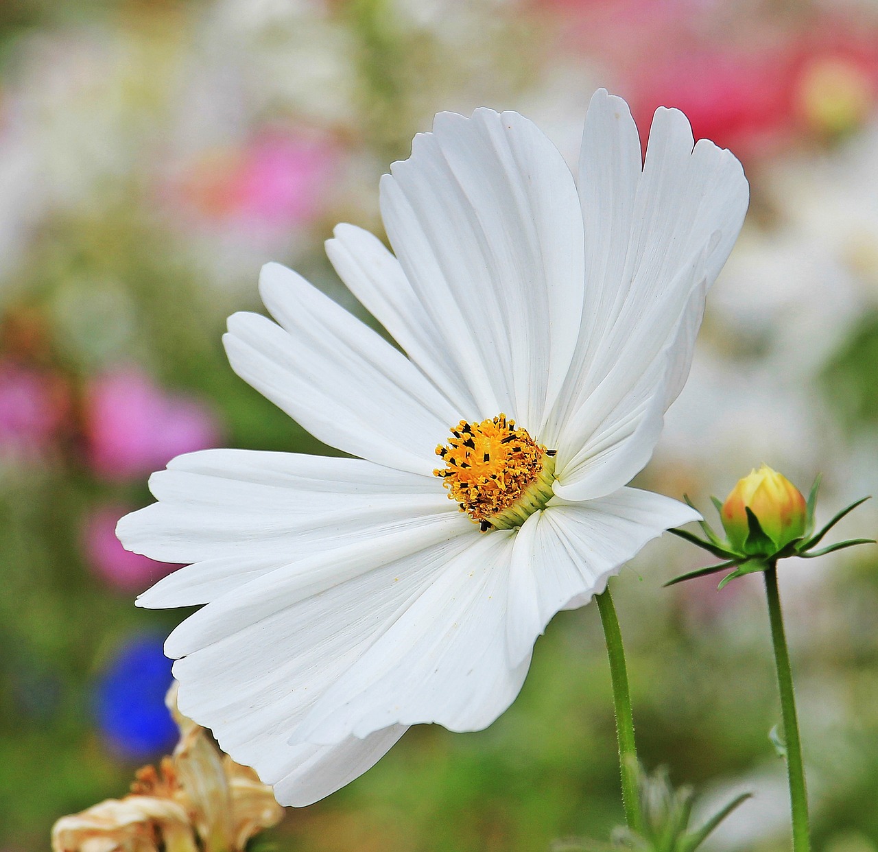 Kosmosas, Cosmea, Medžio Daisy, Gėlė, Žiedas, Žydėti, Balta Gėlė, Baltas Žiedas, Sodas, Augalas