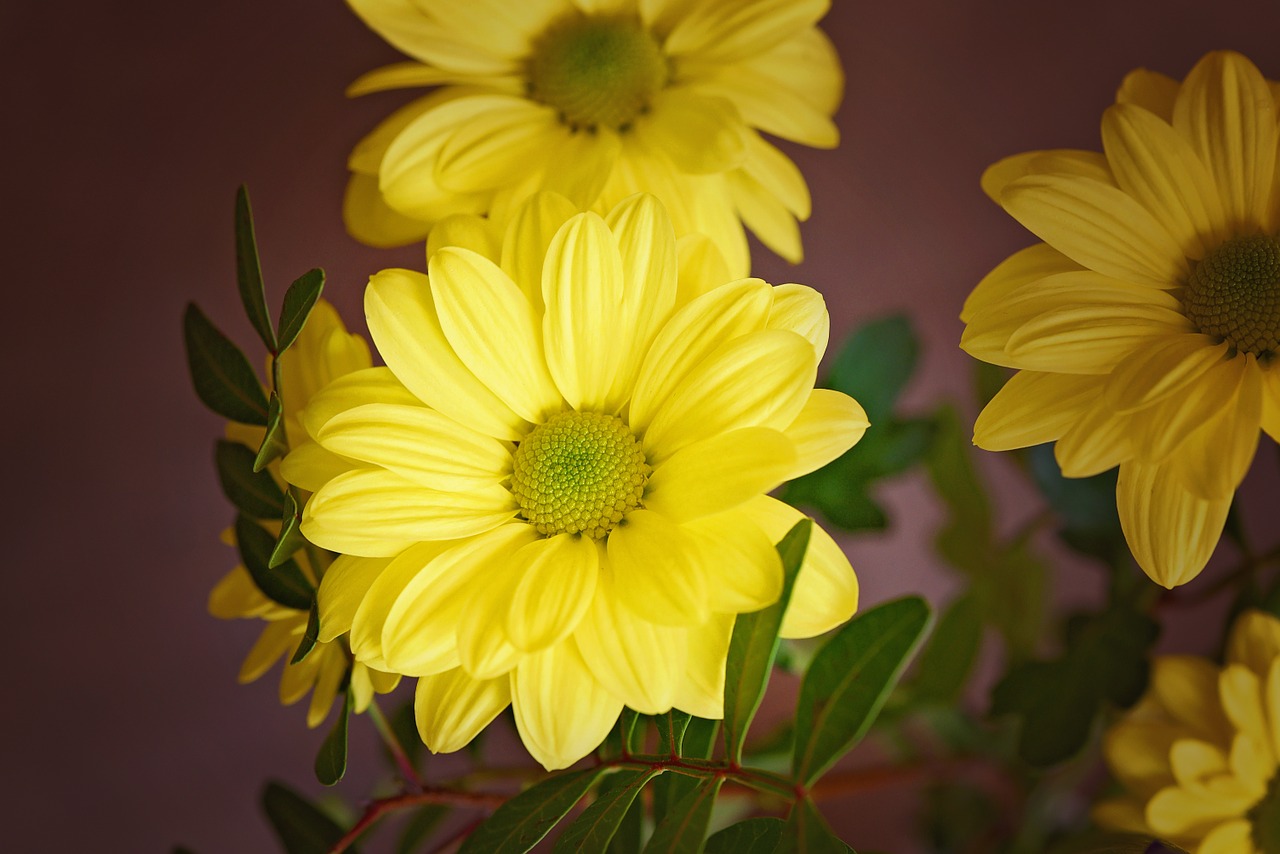 Medžio Daisy, Gėlė, Žiedas, Žydėti, Geltona, Geltona Gėlė, Schnittblume, Uždaryti, Nemokamos Nuotraukos,  Nemokama Licenzija