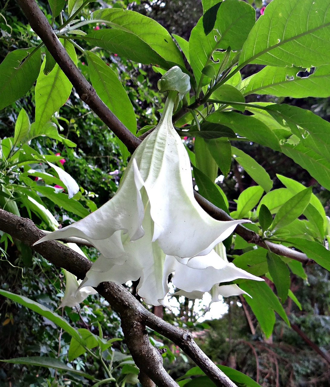 Medžio Datas, Angelo Trimitas, Perujos Trimitai, Gėlė, Balta, Brugmansia Arborea, Solanaceae, Indija, Nemokamos Nuotraukos,  Nemokama Licenzija