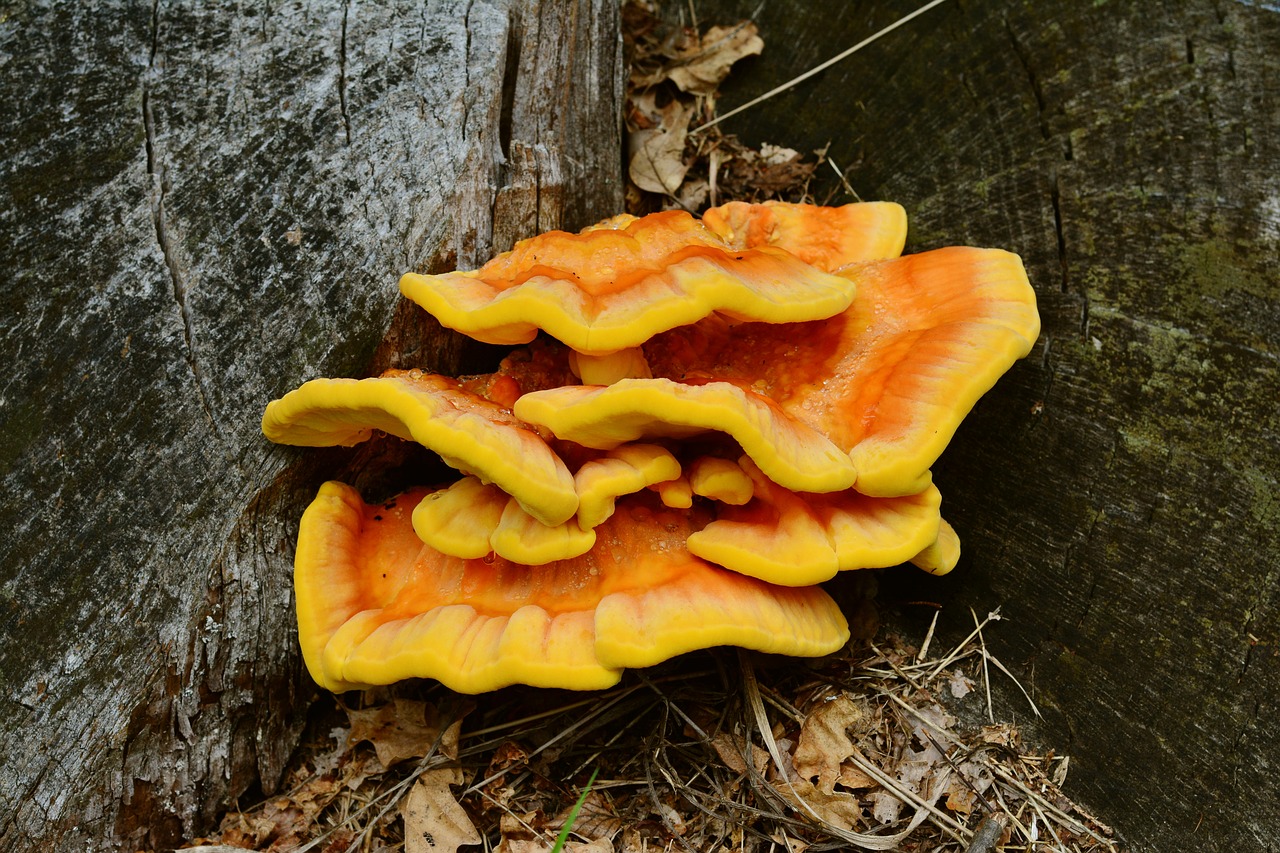 Medžio Grybas, Sieros Ovinus, Laetiporus Sulphureus, Grybai, Žurnalas, Medžio Grybas, Nemokamos Nuotraukos,  Nemokama Licenzija